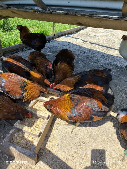 Cocosi araucana 2025