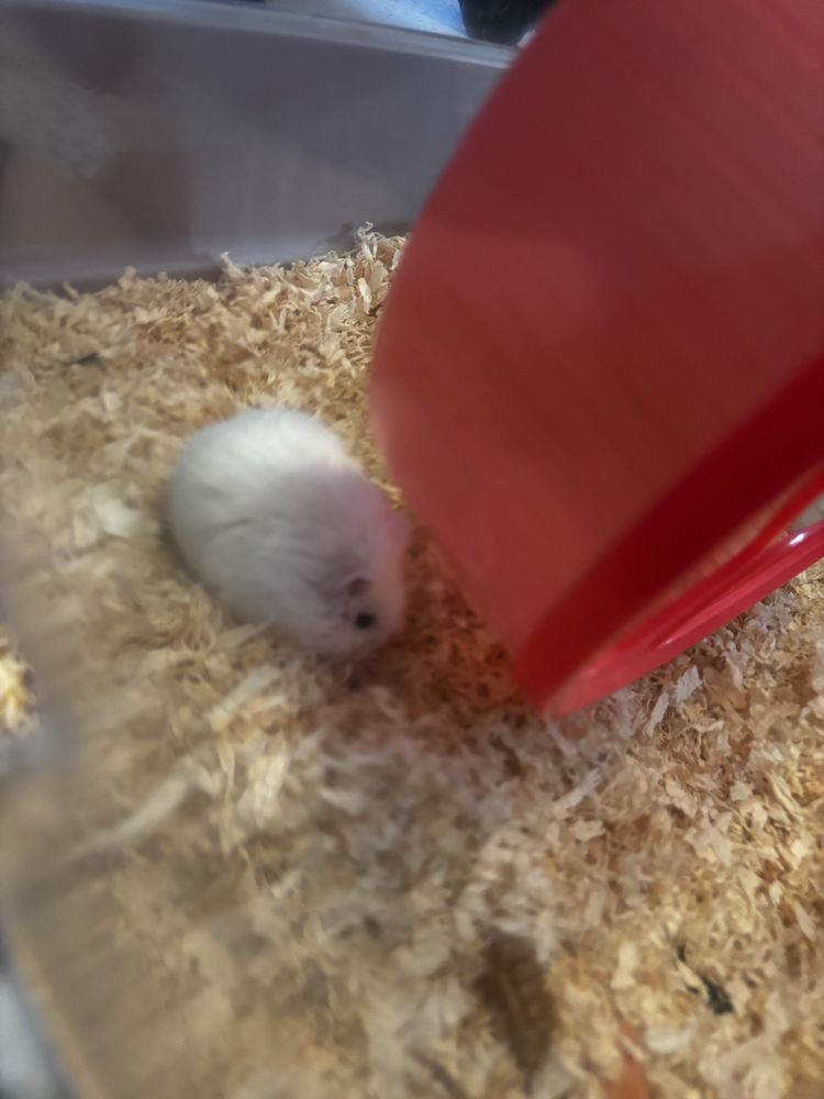 donez hamster urgent