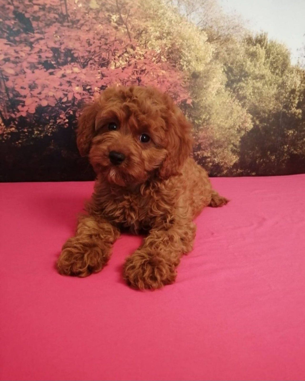 Пудел той/poodle toy/