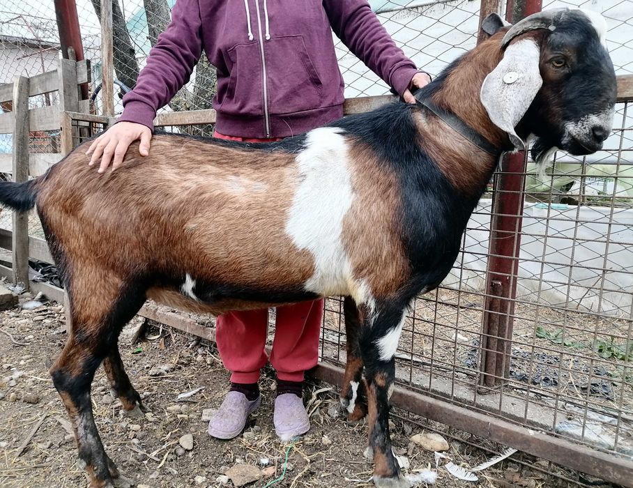 Țăpișori anglonubieni de vanzare