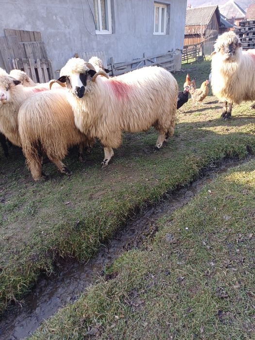 Vana berbecut de soi