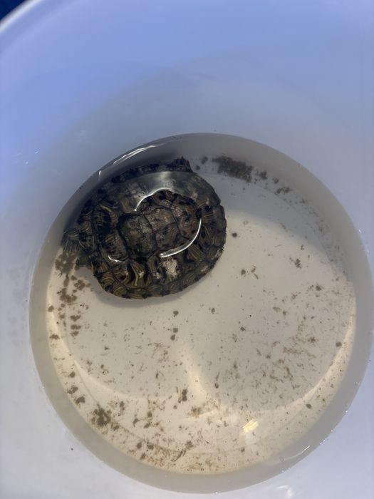 Черепаха аквариумная