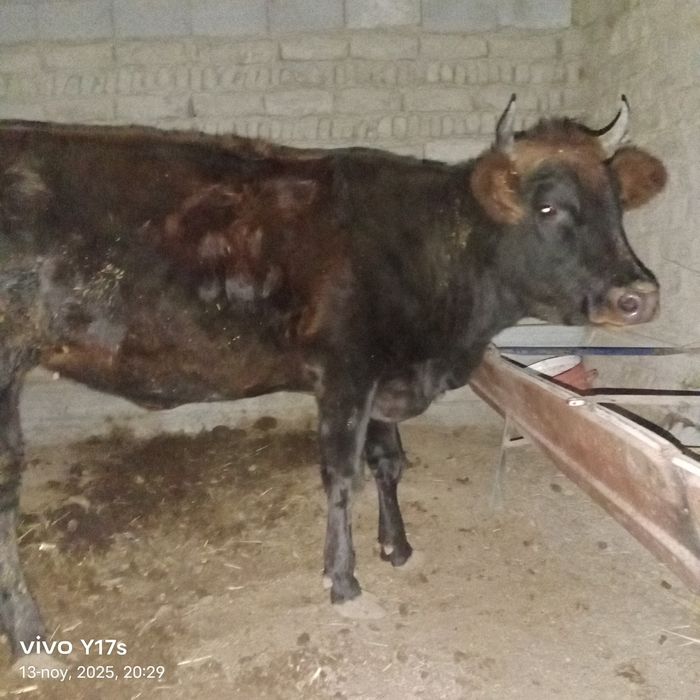 Bir qorin tuqqan boqilgan sigir