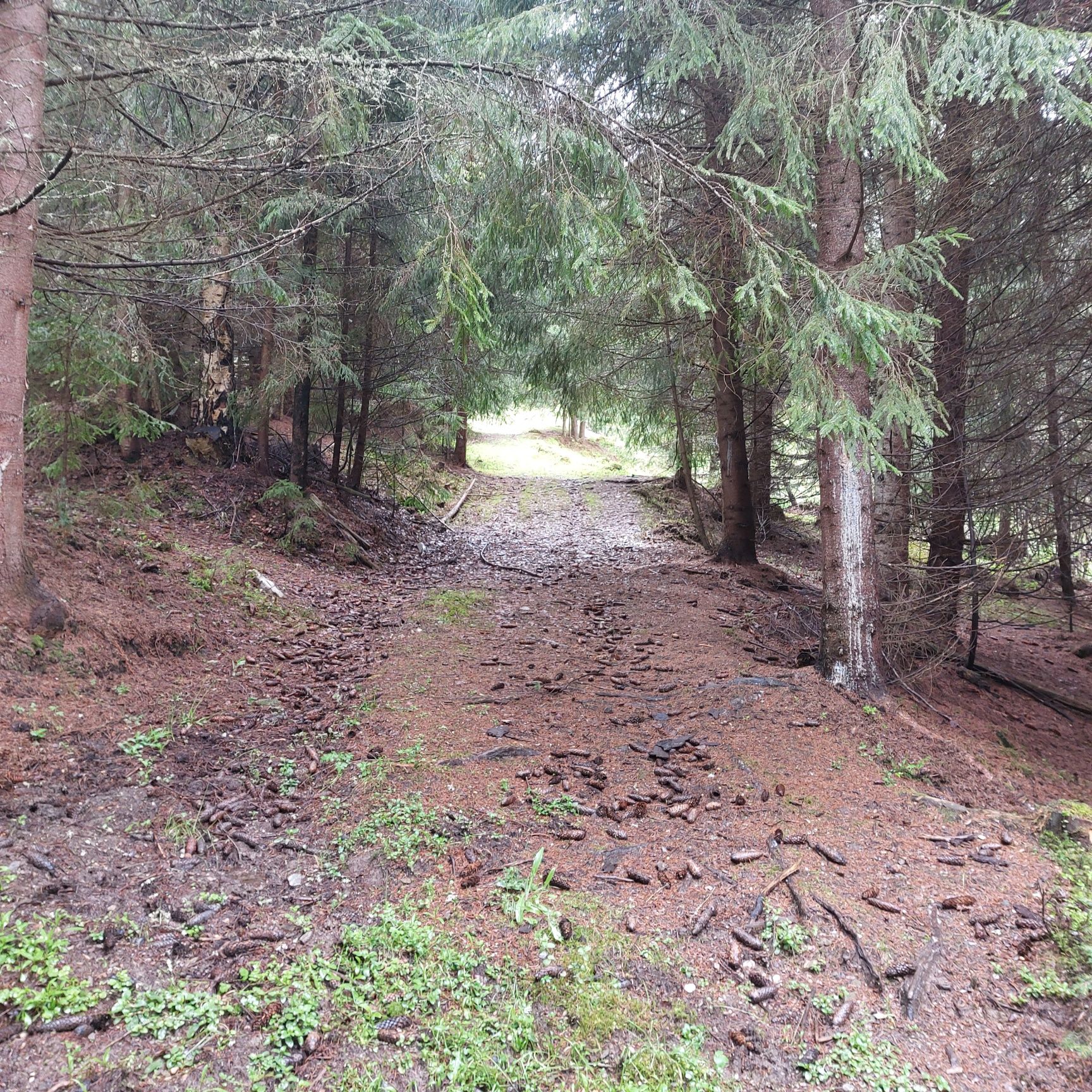 Vand teren in Bucovina!! 2.5 ha din care 7000 m2 intravilan