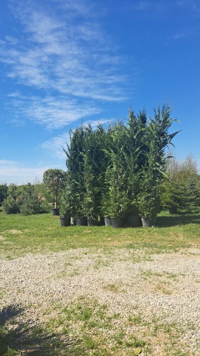 Plante ornamentale la ghiveci