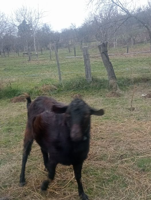 Vînd țap metis de anglonubian