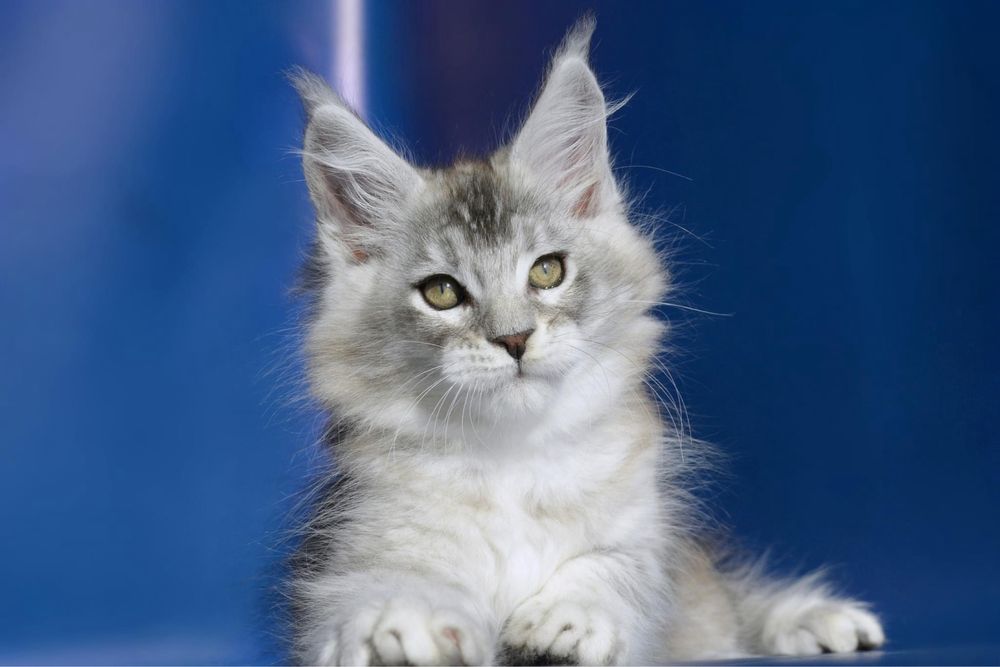 Motanel MAINE COON cu pedigree!