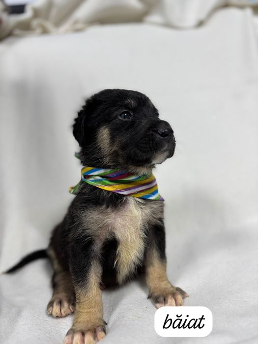 Adoptie catei sanatosi si frumosi