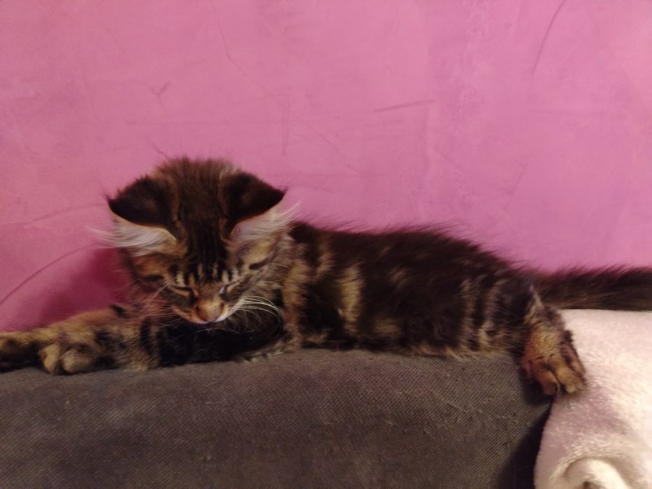 Baietel rasa pura Maine Coon