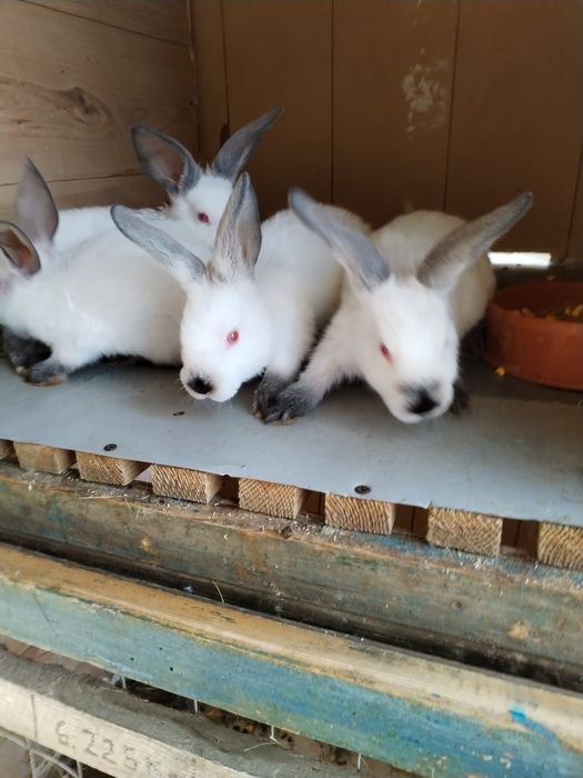 Vînd iepuraș din rasa californian