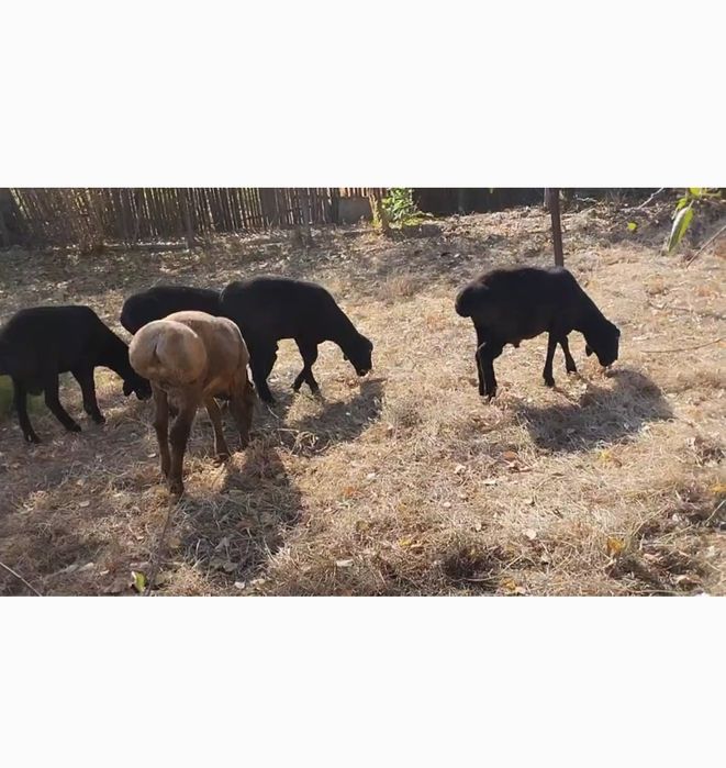 Qozi qochqorlar sotiladi