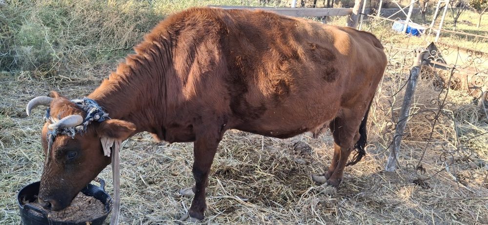 Sigir sotiladi, qisir. Bolasi yo‘q. Boqilgan. Yeyishi zo‘r