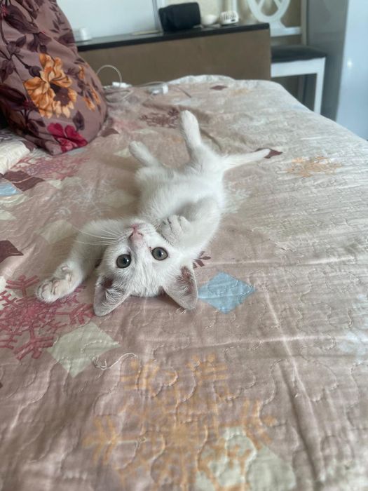 Продам милый котик