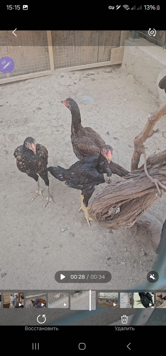 Tozza turk privaznoyi