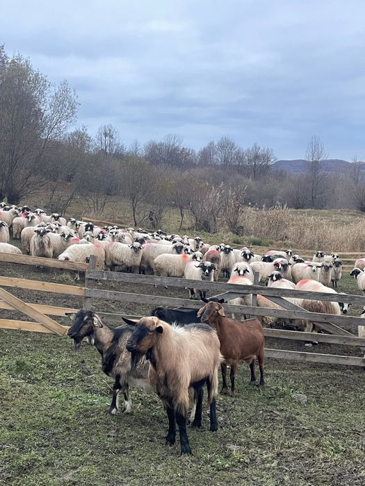 Vând 2 capre și un țap