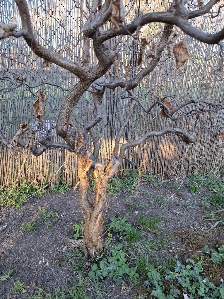 Vând Alun Cret(Cârlionțat), Roșu și Verde