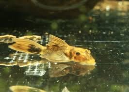 Анциструс вуалевый леопард номерные сомы LDA-016