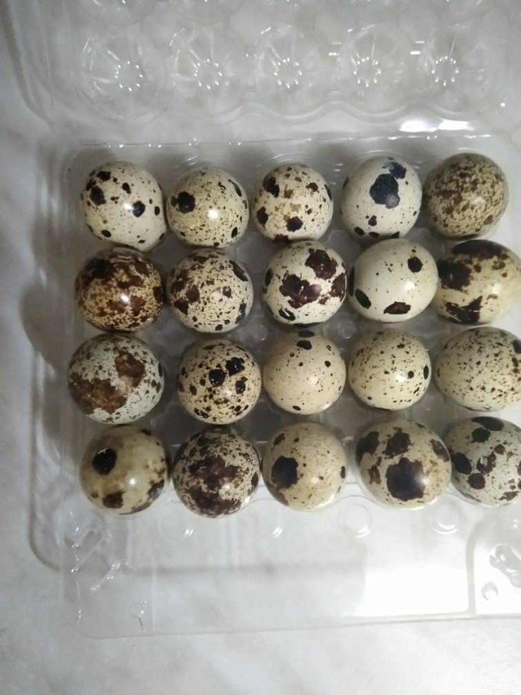 Продам яйцо перепелиное.