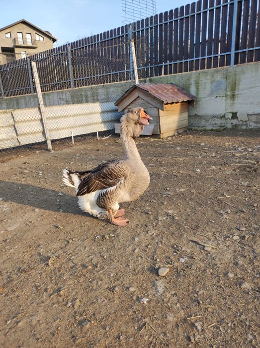 Gâște holmogor originale
