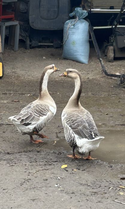 Млади лебедови гъски