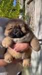 Pui Chow Chow – 8 săptămâni, blănoși și echilibrați