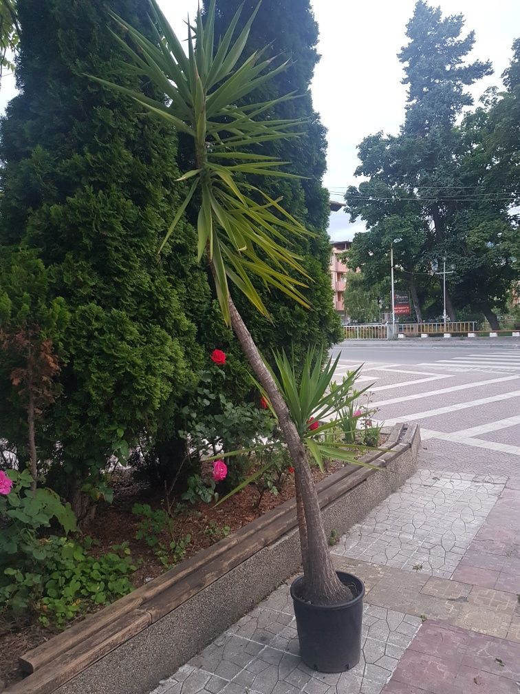 Продавам палма Юка / Yucca, 25 годишна, 3 м. височина