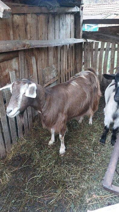 Две кози - на 4 и на 2 години