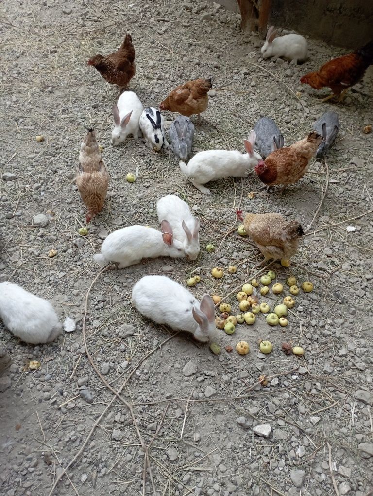 Quyonlar sotiladi narxini kelishamiz