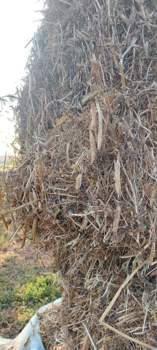 Baloti Mazare pastai 130 buc