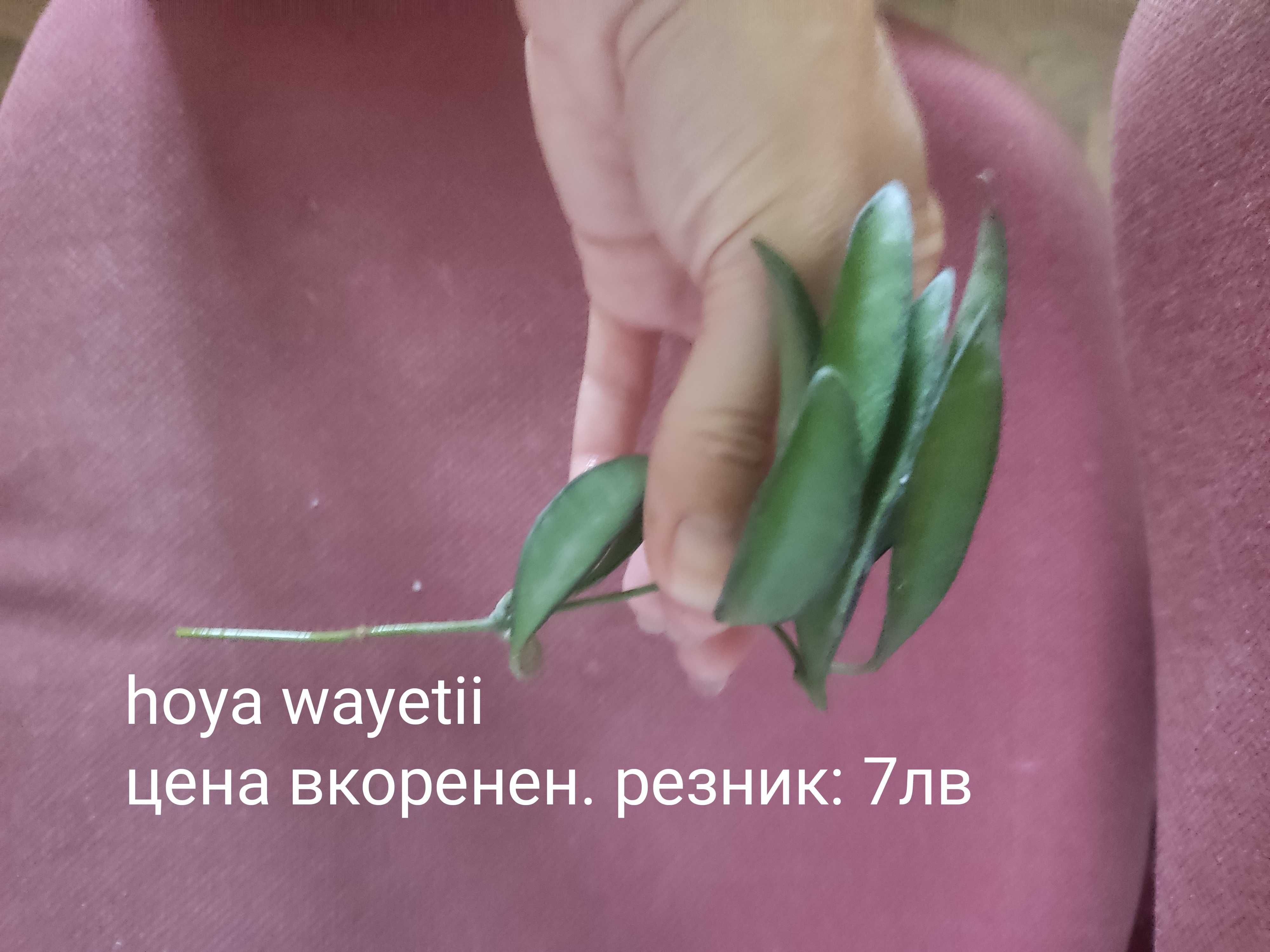 Растения хоя (различни видове)