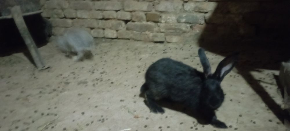 Quyonlar 180 mingdan optom tayyor