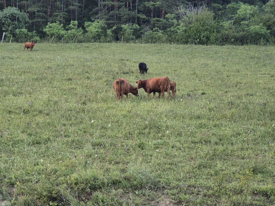 Vând lot Angus (Taur, tăurași,Vaci, viței)