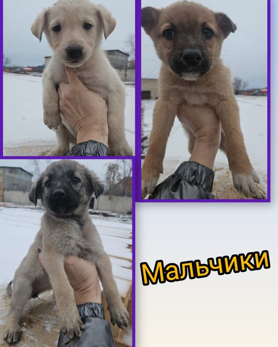 Щенки от крупной мамки ищут добрые руки