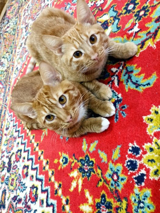 Отдаю котят мальчики