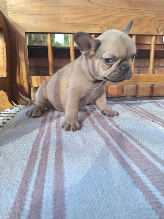 Bulldog francez fetita