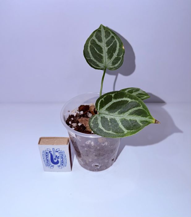 Антуриум, комнатные растения, комнатные цветы