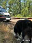 Transport Caini Pisici - Pet Taxi - Transport Animale