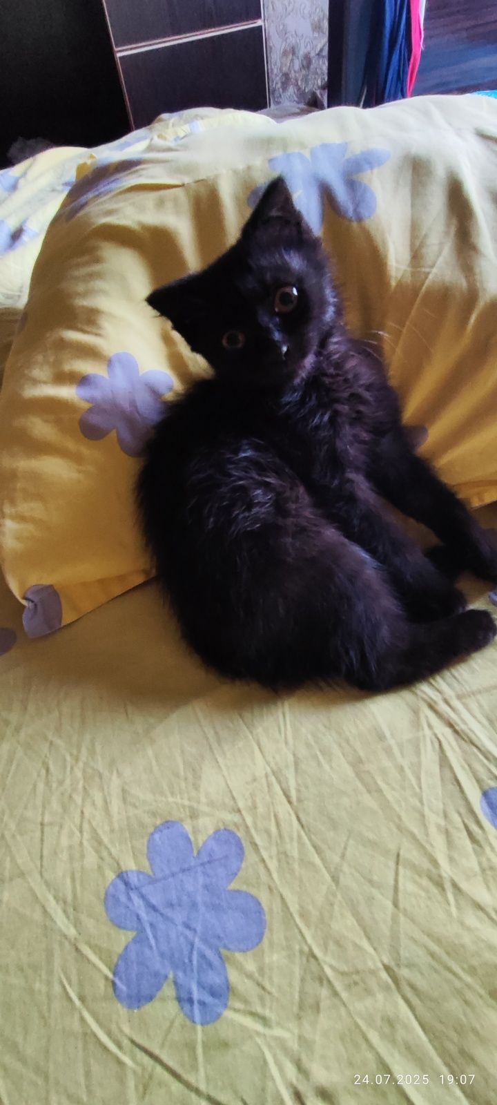 Котёнок черный мальчик
