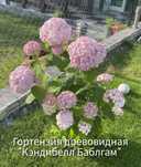 4 сорта древовидная гортензия: Кэндибелл Баблгам и Стронг Аннабель , Г