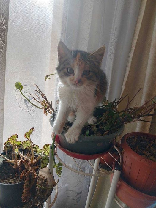 Четири котешки момиченца търсят дом и любящи стопани