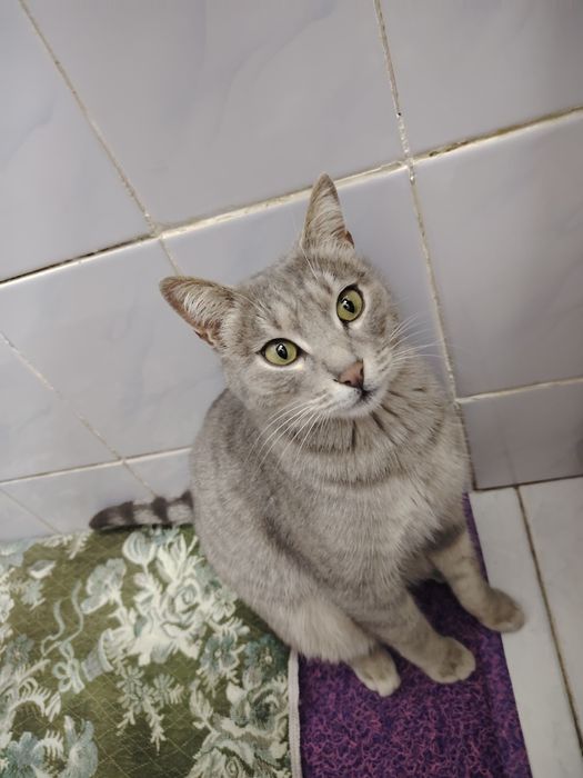 Кошка ищет новый дом