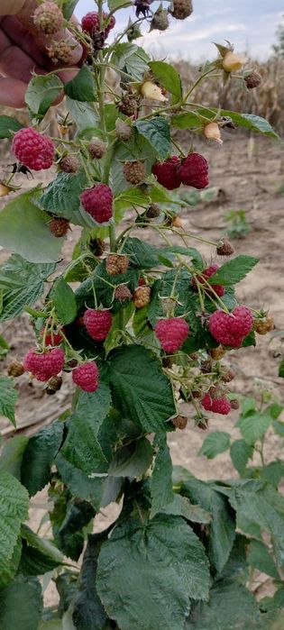 Butas Zmeura remontant