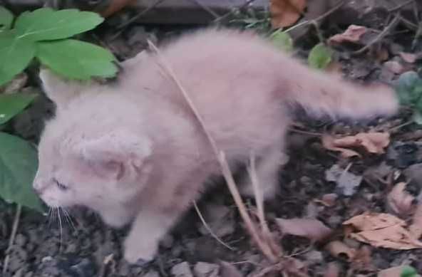 Котята ищут дом!!!