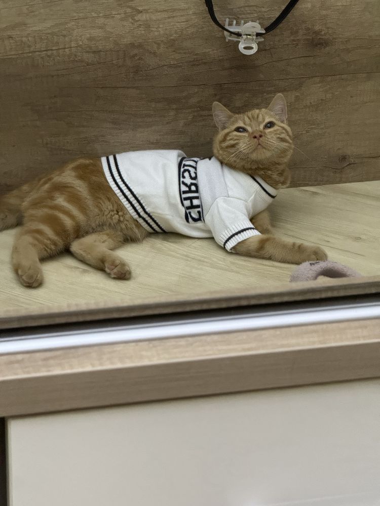 Скоттиш страйт кошка