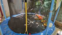 Trambulina Mappy 244 cm