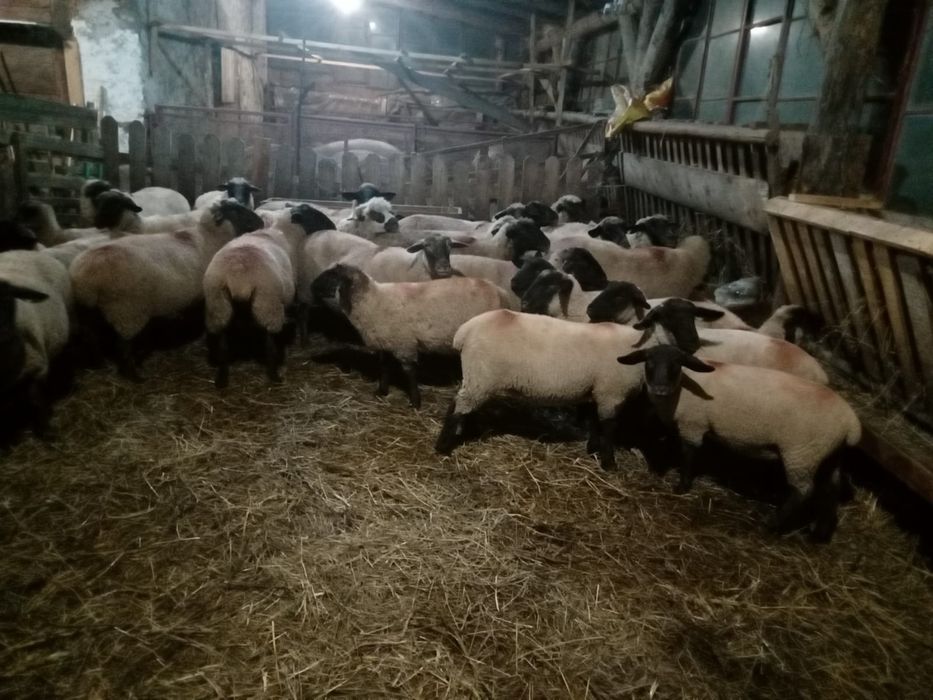 Vând 10 cârlani și 20 de oi