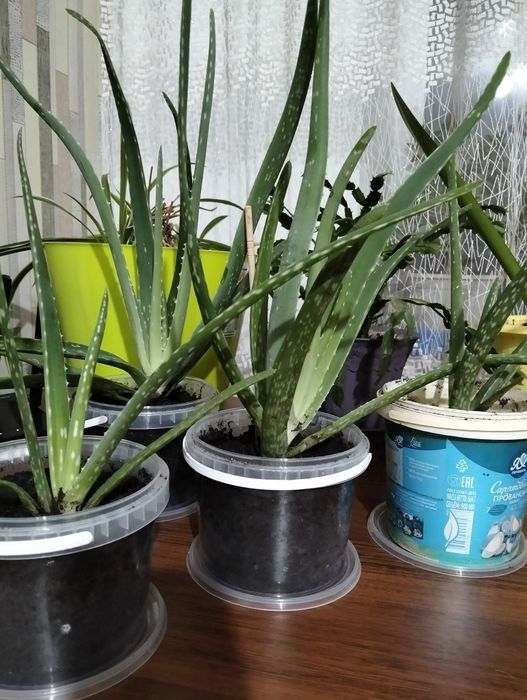 Продам Алое, лечебный.