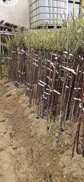 Trandafiri pomisori, diverse culori. 140 cm. Se livreaza in toata tara