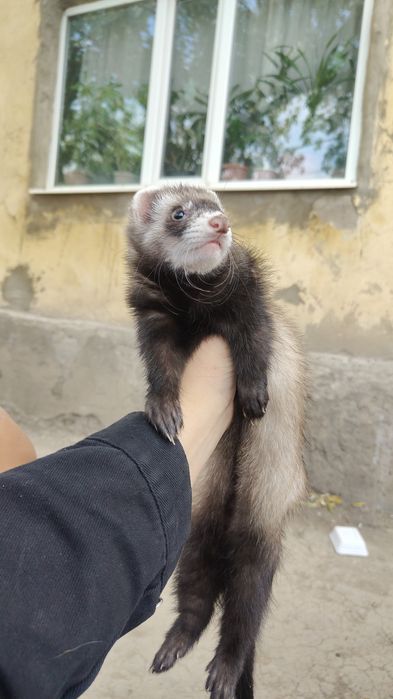 Продам хорька мальчик