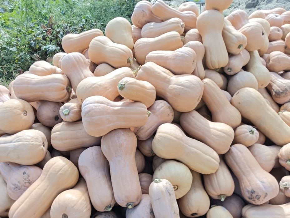 Vânzare dovleci plăcintari